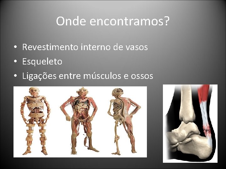 Onde encontramos? • Revestimento interno de vasos • Esqueleto • Ligações entre músculos e Onde encontramos? • Revestimento interno de vasos • Esqueleto • Ligações entre músculos e