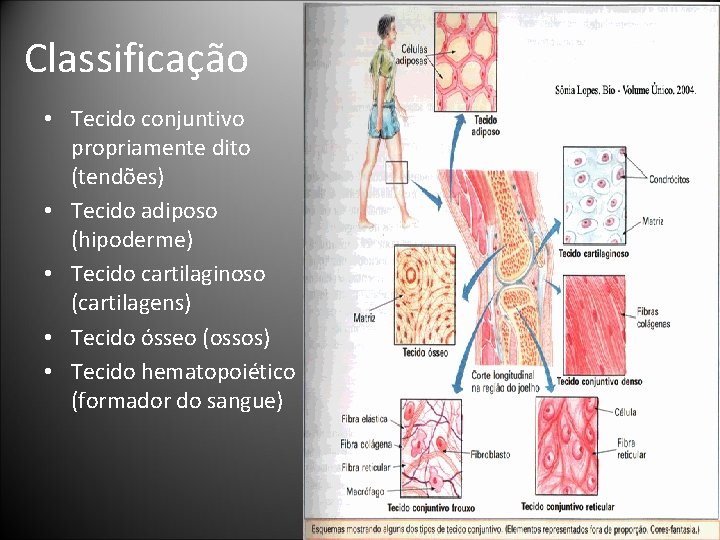 Classificação • Tecido conjuntivo propriamente dito (tendões) • Tecido adiposo (hipoderme) • Tecido cartilaginoso Classificação • Tecido conjuntivo propriamente dito (tendões) • Tecido adiposo (hipoderme) • Tecido cartilaginoso