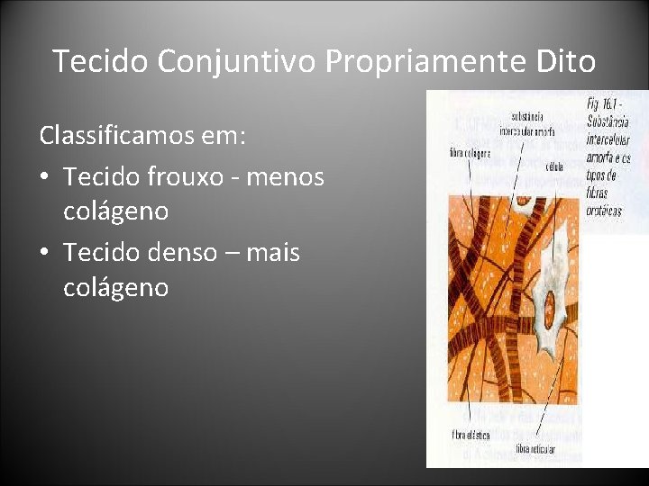 Tecido Conjuntivo Propriamente Dito Classificamos em: • Tecido frouxo - menos colágeno • Tecido Tecido Conjuntivo Propriamente Dito Classificamos em: • Tecido frouxo - menos colágeno • Tecido