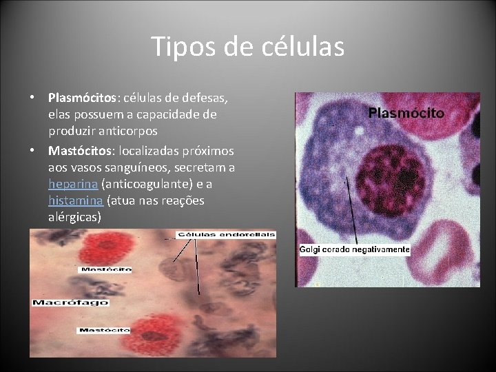 Tipos de células • Plasmócitos: células de defesas, elas possuem a capacidade de produzir Tipos de células • Plasmócitos: células de defesas, elas possuem a capacidade de produzir