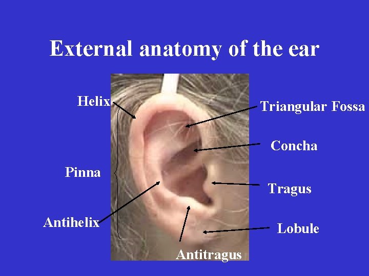 External anatomy of the ear Helix Triangular Fossa Concha Pinna Tragus Antihelix Lobule Antitragus