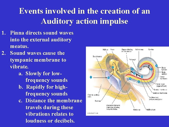 Events involved in the creation of an Auditory action impulse 1. Pinna directs sound