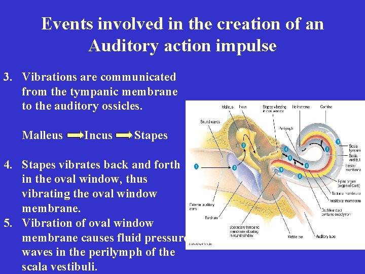Events involved in the creation of an Auditory action impulse 3. Vibrations are communicated