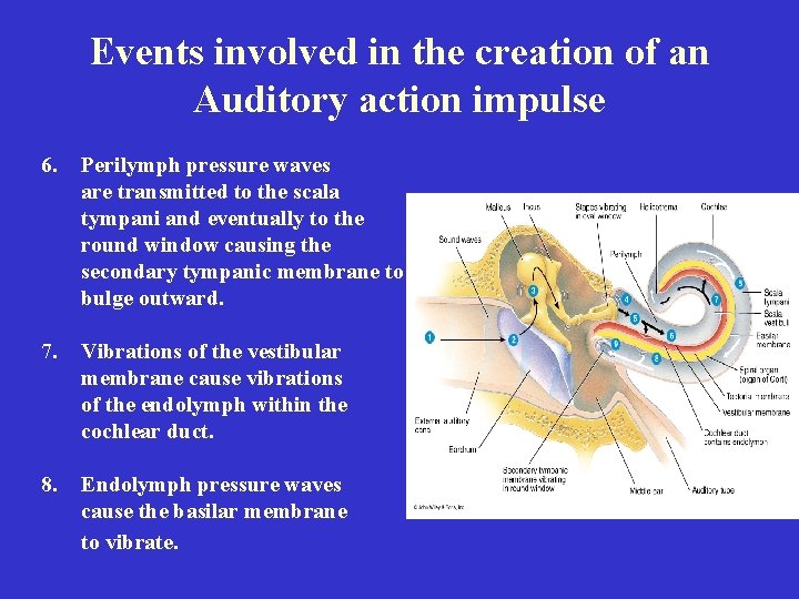 Events involved in the creation of an Auditory action impulse 6. Perilymph pressure waves