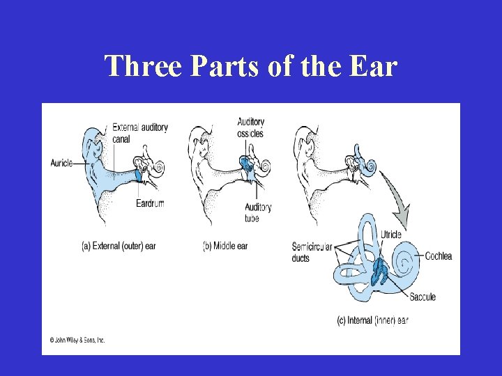 Three Parts of the Ear 