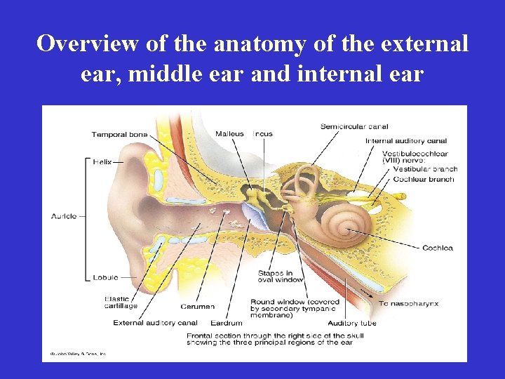 Overview of the anatomy of the external ear, middle ear and internal ear 