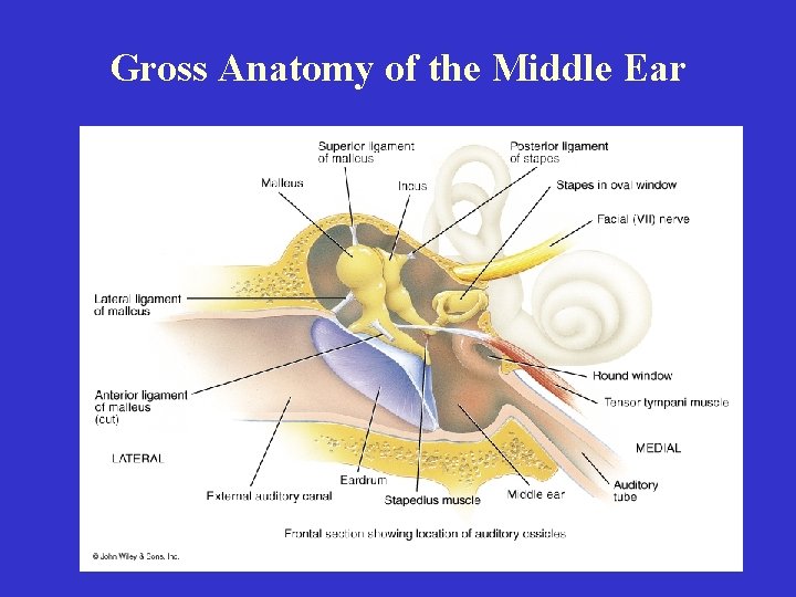 Gross Anatomy of the Middle Ear 