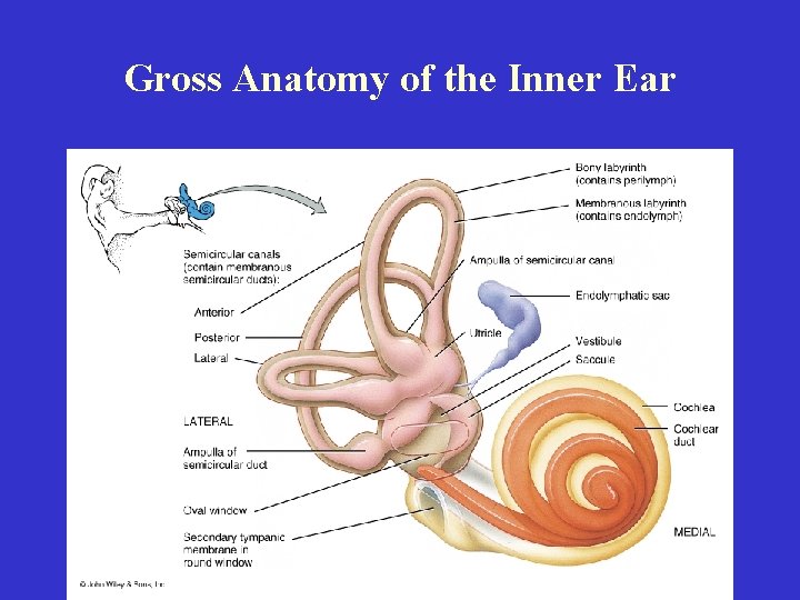 Gross Anatomy of the Inner Ear 