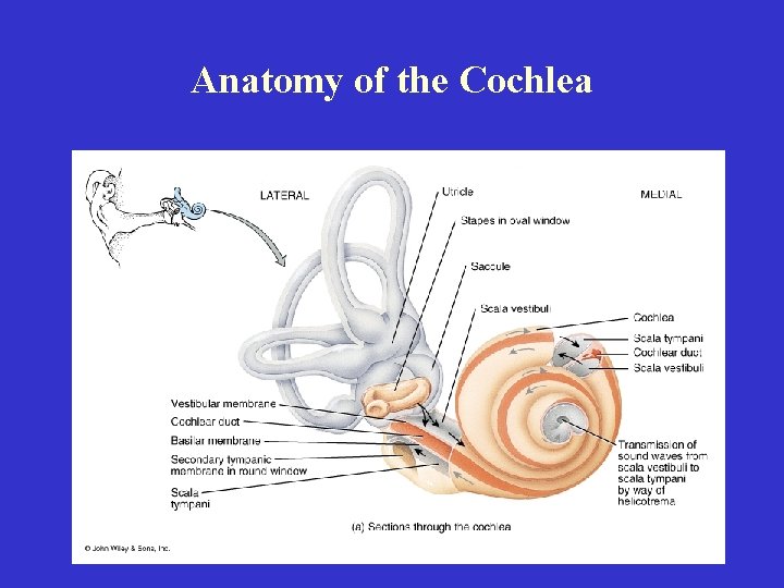 Anatomy of the Cochlea 
