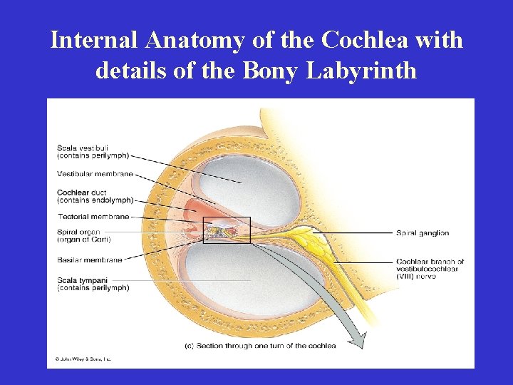 Internal Anatomy of the Cochlea with details of the Bony Labyrinth 