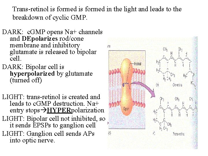 Trans-retinol is formed in the light and leads to the breakdown of cyclic GMP.