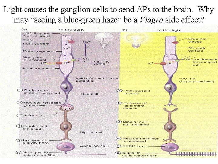 Light causes the ganglion cells to send APs to the brain. Why may “seeing