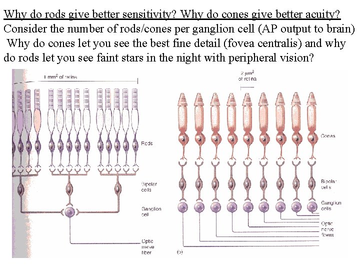 Why do rods give better sensitivity? Why do cones give better acuity? Consider the