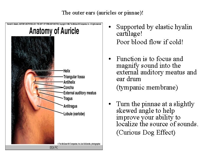 The outer ears (auricles or pinnae)! • Supported by elastic hyalin cartilage! Poor blood