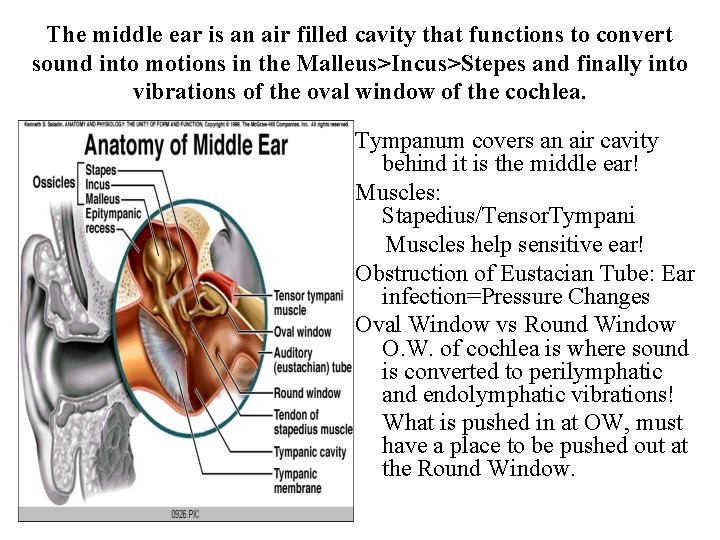 The middle ear is an air filled cavity that functions to convert sound into