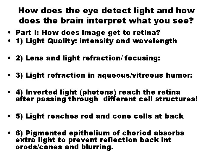 How does the eye detect light and how does the brain interpret what you