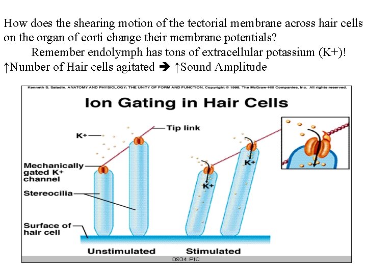 How does the shearing motion of the tectorial membrane across hair cells on the