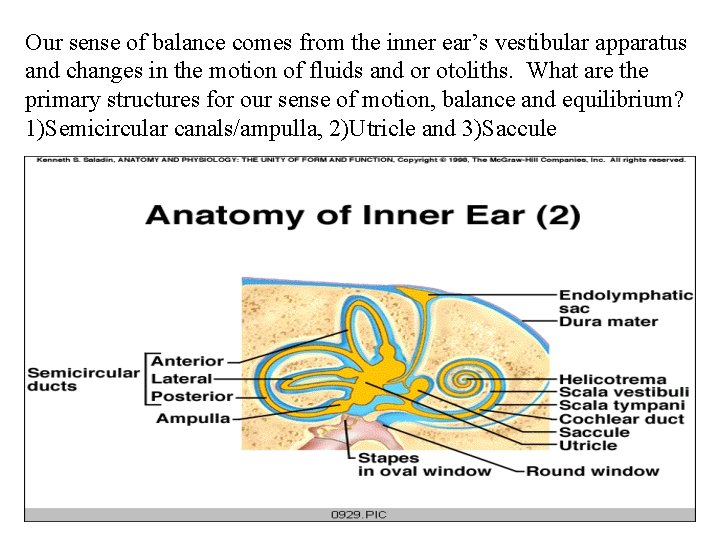 Balance Function Anatomy and Physiology of the Eye and Ear