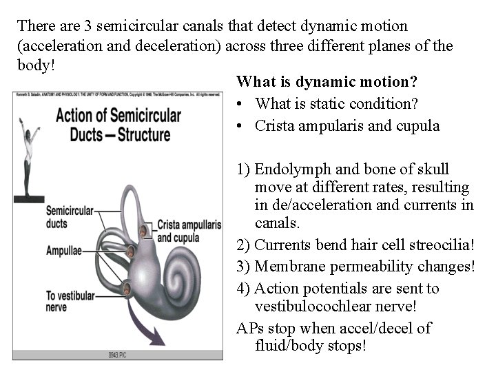 There are 3 semicircular canals that detect dynamic motion (acceleration and deceleration) across three