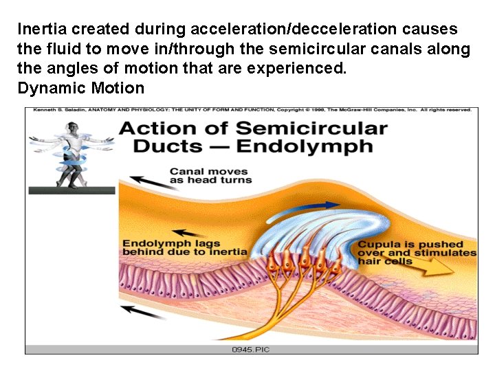 Inertia created during acceleration/decceleration causes the fluid to move in/through the semicircular canals along