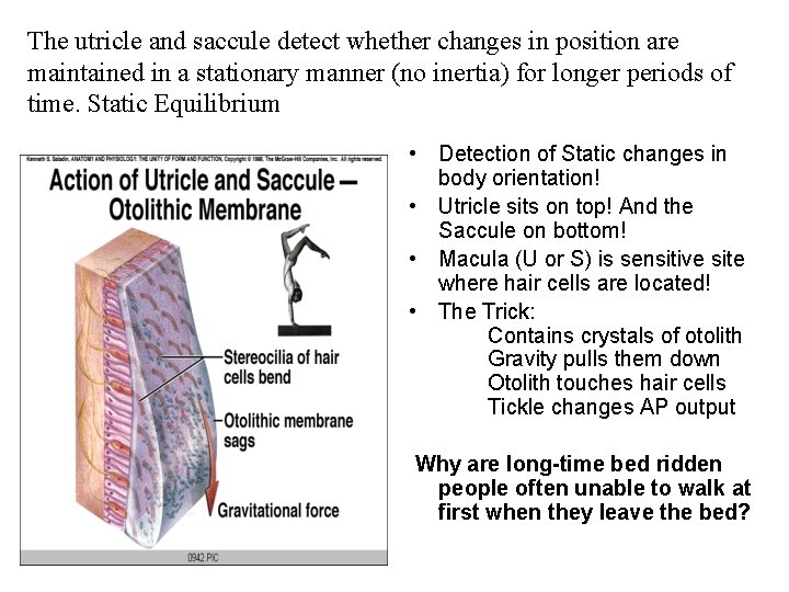 The utricle and saccule detect whether changes in position are maintained in a stationary