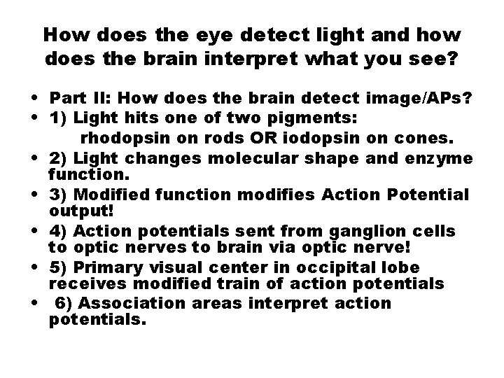 How does the eye detect light and how does the brain interpret what you