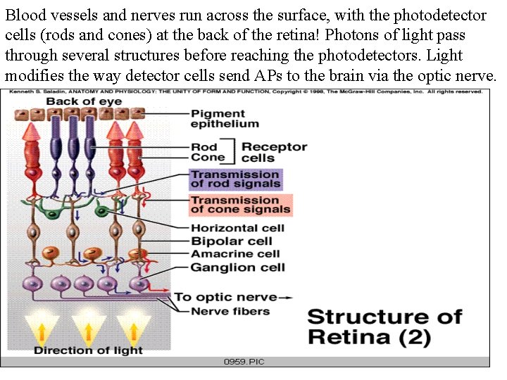 Blood vessels and nerves run across the surface, with the photodetector cells (rods and