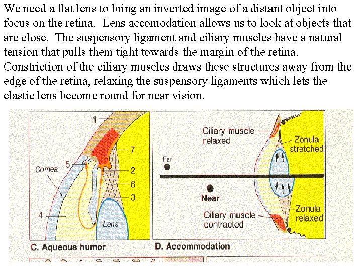 We need a flat lens to bring an inverted image of a distant object