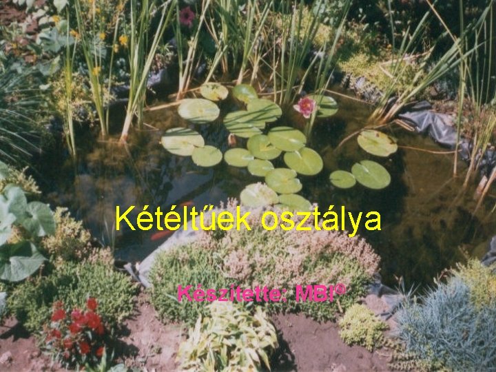 Kétéltűek osztálya Készítette: MBI® 