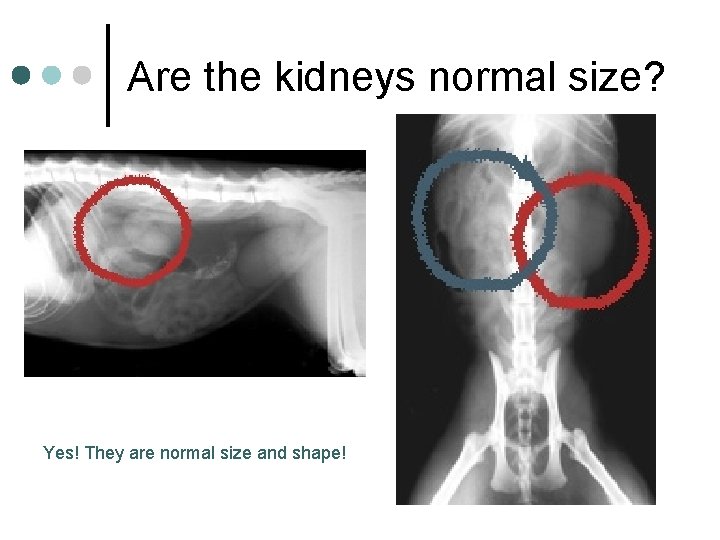 Are the kidneys normal size? Yes! They are normal size and shape! 