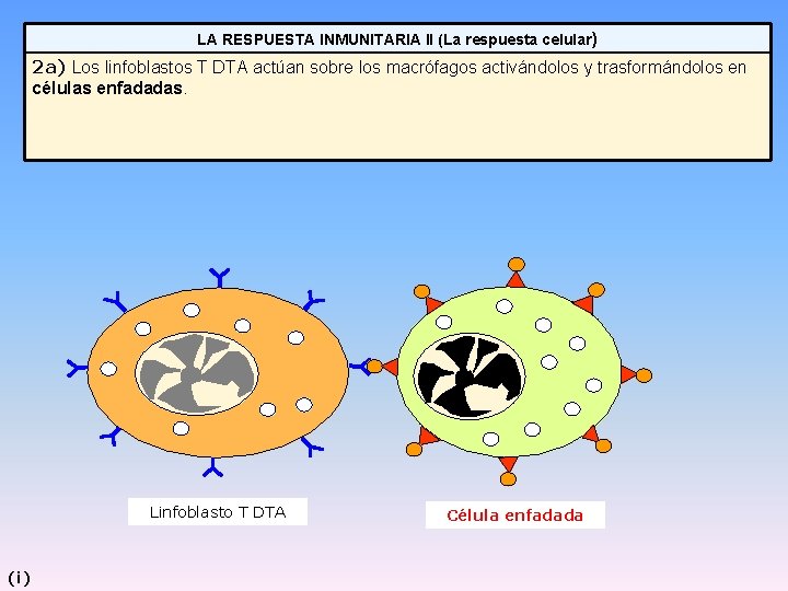 LA RESPUESTA INMUNITARIA II (La respuesta celular) 2 a) Los linfoblastos T DTA actúan