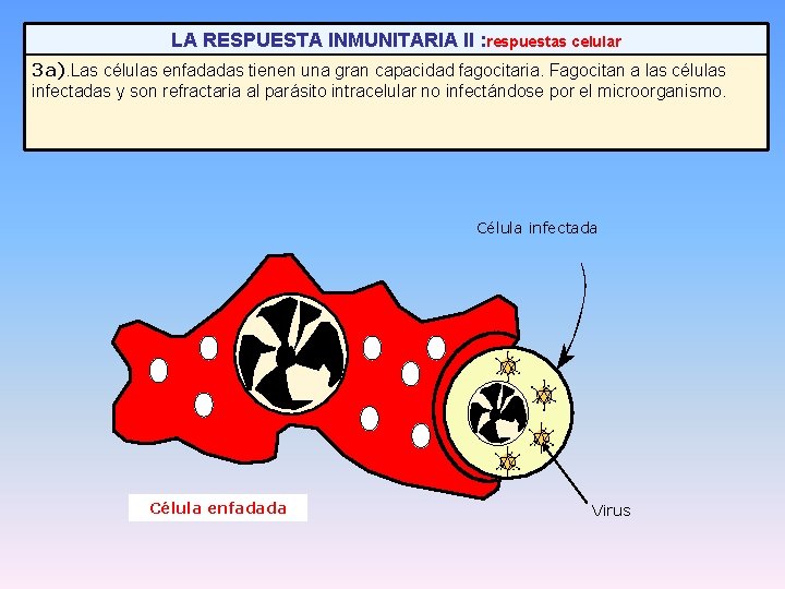 LA RESPUESTA INMUNITARIA II : respuestas celular 3 a). Las células enfadadas tienen una