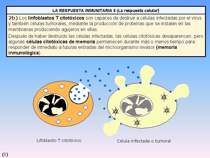 LA RESPUESTA INMUNITARIA II (La respuesta celular) 2 b) Los linfoblastos T citotóxicos son