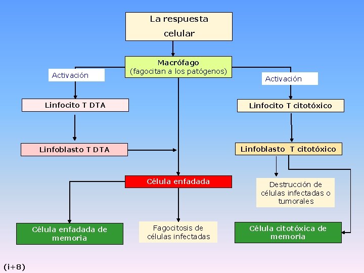 La respuesta celular Activación Macrófago (fagocitan a los patógenos) Linfocito T DTA Linfocito T