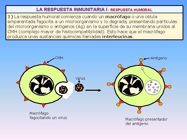 LA RESPUESTA INMUNITARIA I : RESPUESTA HUMORAL 1) La respuesta humoral comienza cuando un