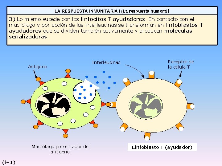 LA RESPUESTA INMUNITARIA I (La respuesta humoral) 3) Lo mismo sucede con los linfocitos