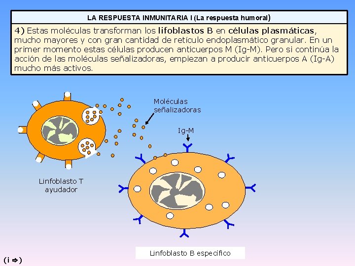 LA RESPUESTA INMUNITARIA I (La respuesta humoral) 4) Estas moléculas transforman los lifoblastos B