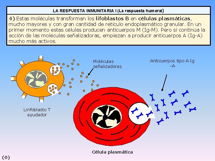 LA RESPUESTA INMUNITARIA I (La respuesta humoral) 4) Estas moléculas transforman los lifoblastos B