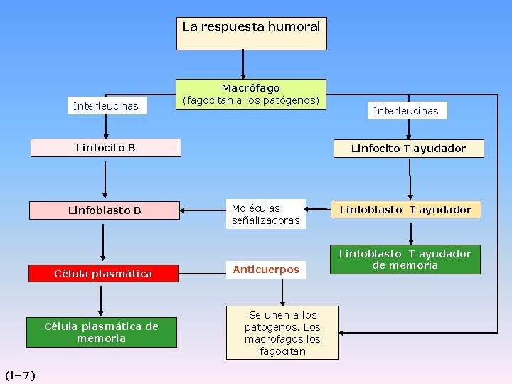 La respuesta humoral Interleucinas Macrófago (fagocitan a los patógenos) Linfocito B Linfoblasto B Célula