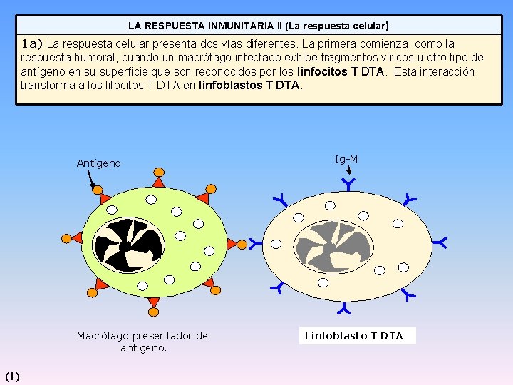 LA RESPUESTA INMUNITARIA II (La respuesta celular) 1 a) La respuesta celular presenta dos