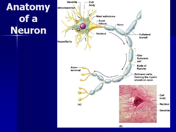 Anatomy of a Neuron 