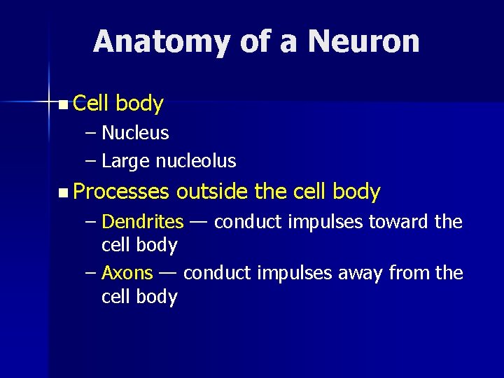 Anatomy of a Neuron n Cell body – Nucleus – Large nucleolus n Processes
