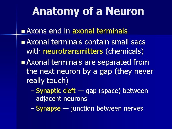 Anatomy of a Neuron n Axons end in axonal terminals n Axonal terminals contain