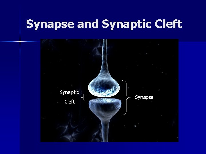 Synapse and Synaptic Cleft Synapse 