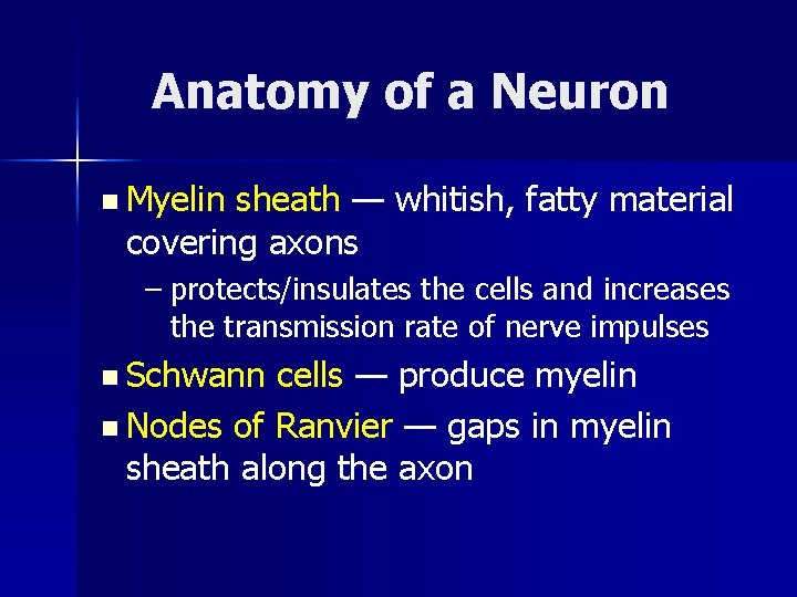 Anatomy of a Neuron n Myelin sheath — whitish, fatty material covering axons –