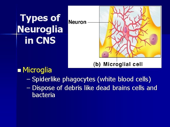 Types of Neuroglia in CNS n Microglia – Spiderlike phagocytes (white blood cells) –
