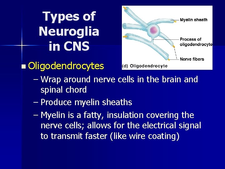 Types of Neuroglia in CNS n Oligodendrocytes – Wrap around nerve cells in the