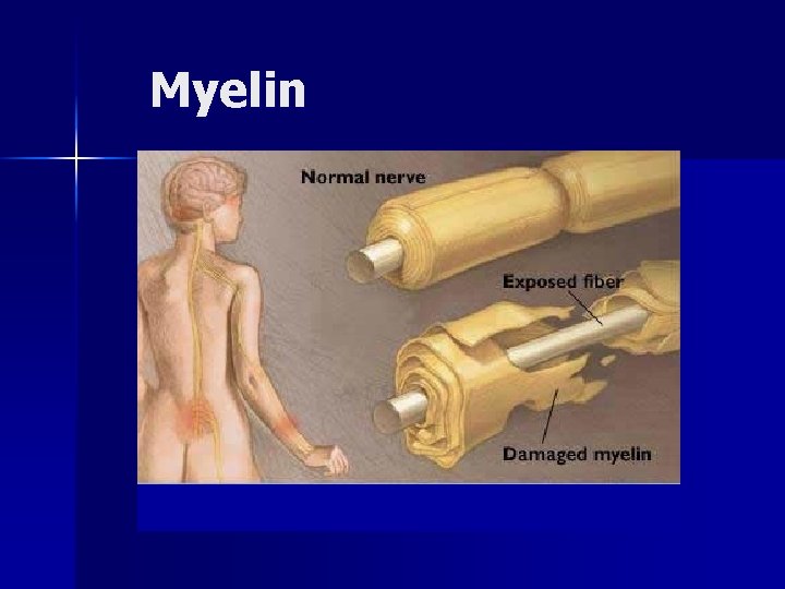 Myelin 
