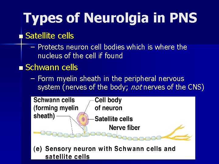 Types of Neurolgia in PNS n Satellite cells – Protects neuron cell bodies which
