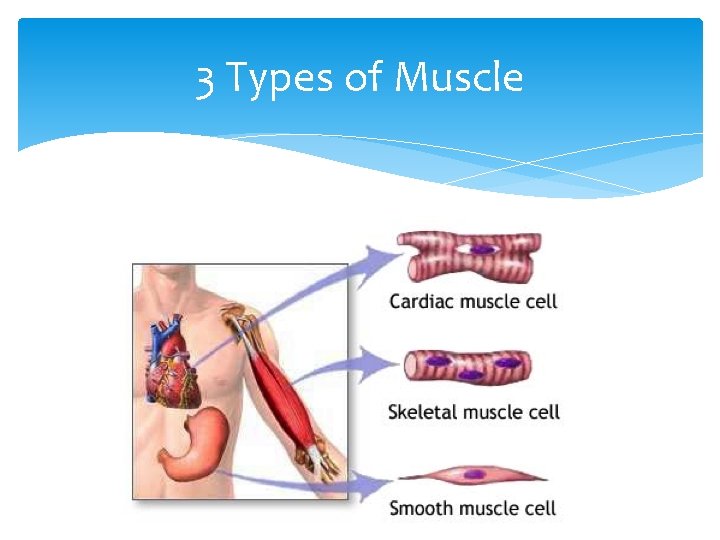 3 Types of Muscle 